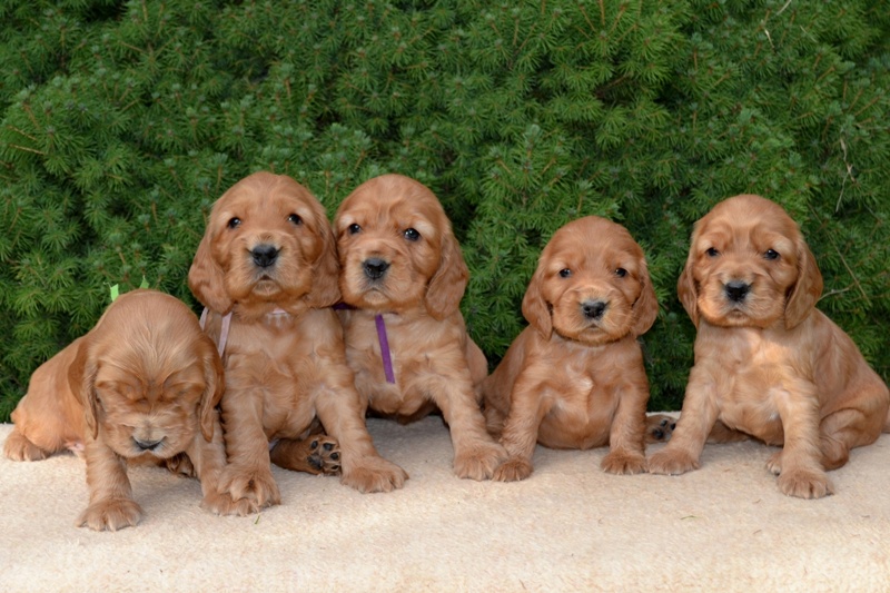 8-Idol, Icon, Ina, Ira, Iris.JPG - 8-Icon. Idol, Ira, Ina, Iris